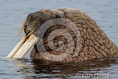 Arctic Island of Svalbard Norway, Walrus in the cold Water of the Arctic Ocean Stock Photo