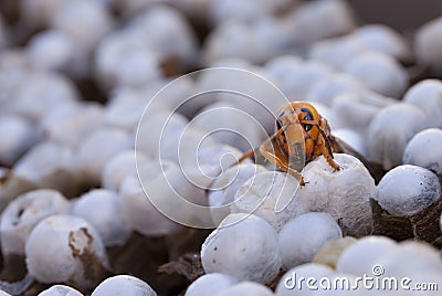 Close up of a wasp emerging from a wasps nest - showing empty ce Stock Photo
