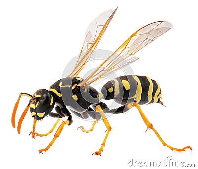 Close up of wasp isolated on white background Stock Photo