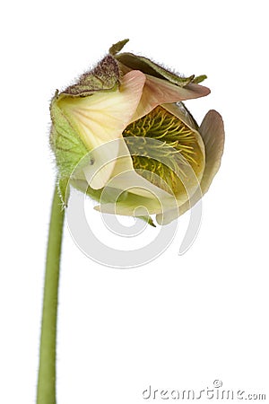 Close up of water avens flower Stock Photo