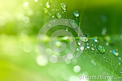 Close up water drops on fresh green leaf. Stock Photo