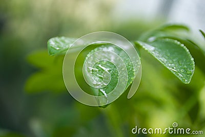Fresh Green Leaves with Dew Drops Stock Photo