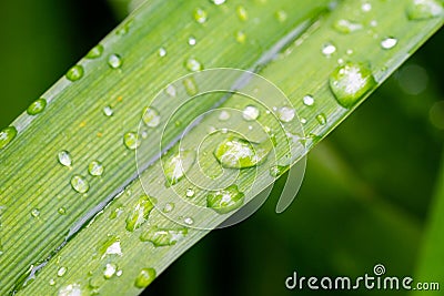 A close-up of water drops on leaves Stock Photo