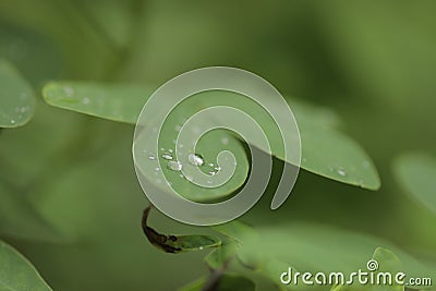 Close up of Water drops on leaves. Raindrop on leaf Stock Photo