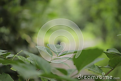 Close up of Water drops on leaves. Raindrop on leaf Stock Photo