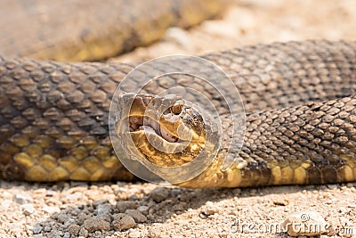 Close up of water moccasin with mouth open and fangs exposed Stock Photo