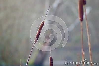 Close up of water reeds Stock Photo