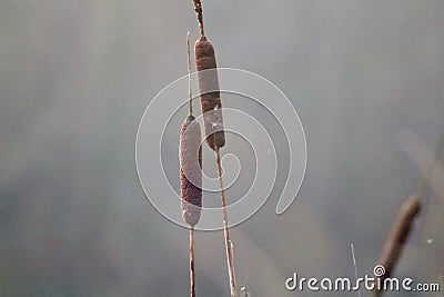 Close up of water reeds in winter Stock Photo