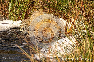Close-up of a water source that blows up bubbling water. Spring, snow melt, dry grass everywhere. Day, cloudy weather Stock Photo