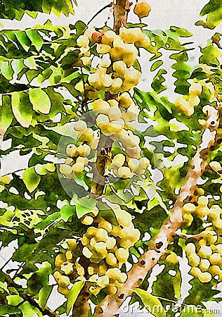 Watercolor of yellow berry on the tree Stock Photo