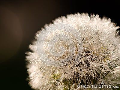 Close up of waterdrops on a dandelion Stock Photo