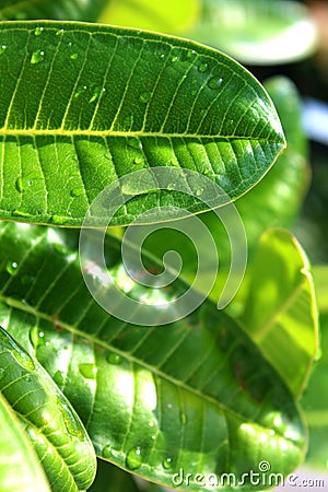 Close up waterdrops of the fresh green leaf Stock Photo