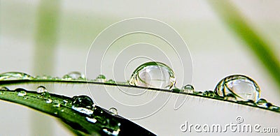 Close up of waterdrops on a grass Stock Photo