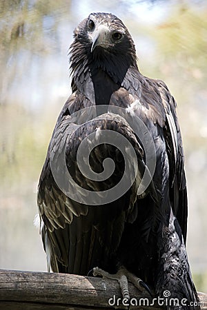 This is a close up of a Wedge tail eagle Stock Photo