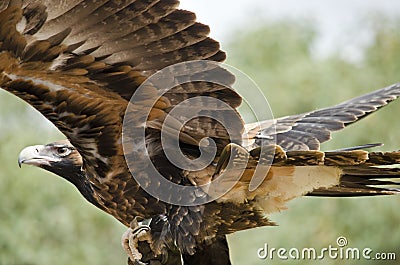Wedge tailed eagle Stock Photo