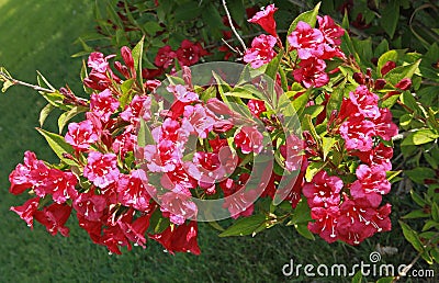 Close-up of Weigelia 'Bristol Ruby' flowers Stock Photo