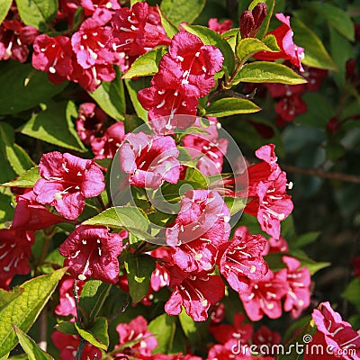 Close-up of Weigelia 'Bristol Ruby' flowers Stock Photo
