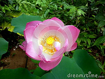 Close up of well boomed pink lotus flower Stock Photo