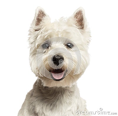 Close-up of a West Highland White Terrier, looking at the camera, 18 months old Stock Photo