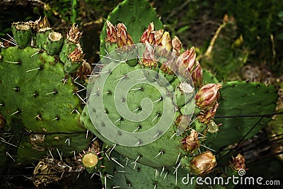 Close up of West Texas prickly pear cactus in bloom Stock Photo