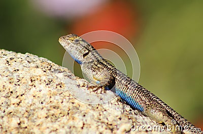 Close up of a Western Fence Lizard on a rock, showing off his blue belly Stock Photo