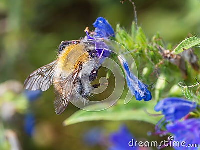 Close-up of western hone bee on blueweed, a common meadow flower Stock Photo