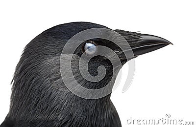 Close-up of a Western Jackdaw with the Nictitating membrane almost closed, Corvus monedula, or Eurasian Jackdaw Stock Photo