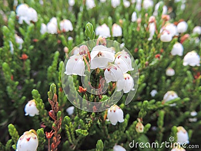 Close up of western moss heather and white mountain heather Cassiope mertensiana, taken in Banff National Park, Canada, Rocky Mo Stock Photo