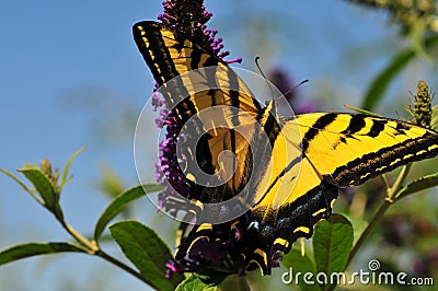 Western Tiger Swallowtail Papilio rutulus Butterfly on Butterfly Bush Stock Photo