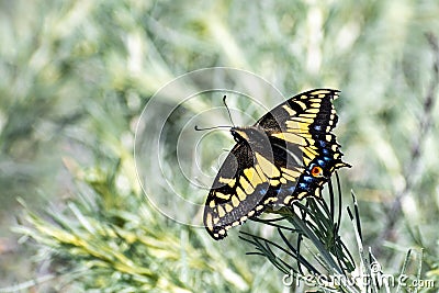 Close up of Western Tiger Swallowtail Papilio rutulus resting on a green plant, San Francisco bay area, California Stock Photo