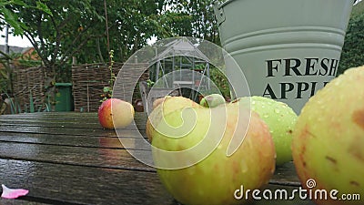 Close up of wet apples on a garden table fresh apples bucket Stock Photo