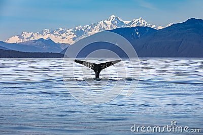 Close up of a whale fin, Alaska Stock Photo