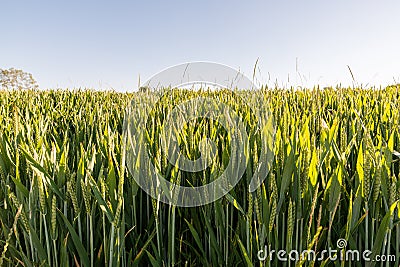 Close up of a wheat field in early summertime Stock Photo