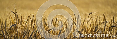 Close up, wheat, harvest time Stock Photo