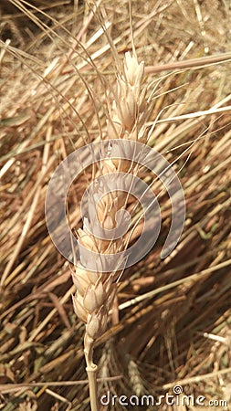 Close up of wheat straw Stock Photo