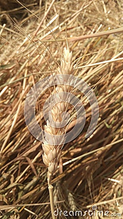 Close up of wheat straw Stock Photo