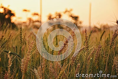 Close up of wheats in the field of Rajasthan Stock Photo