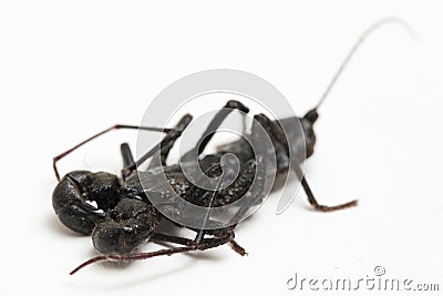 Close up of whip scorpion or vinegarroon Mastigoproctus giganteus on white background Stock Photo