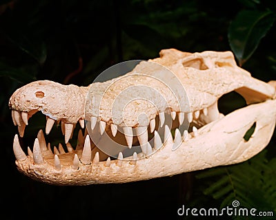 Close-up of white alligator skull with sharp teeth Stock Photo