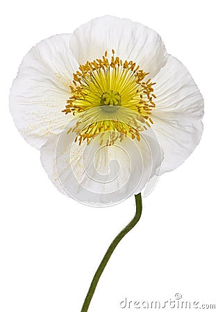 Close-up of White Alpine poppy, Papaver alpinum, in front of white Stock Photo