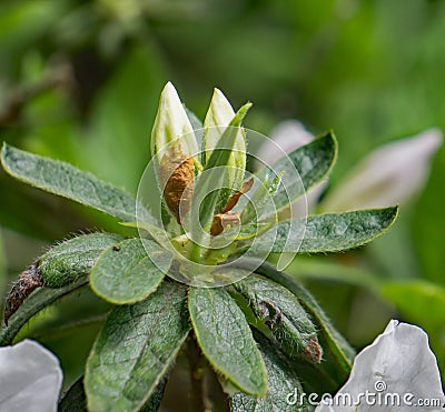Closeup of White Azalea Buds Stock Photo
