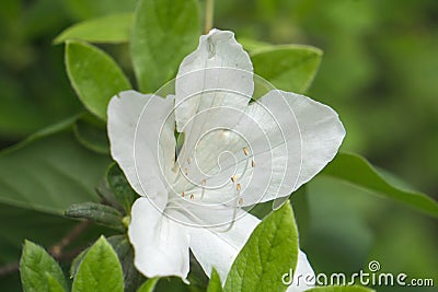 Closeup of White Azalea Wildflower Stock Photo