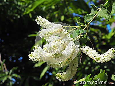 Close-up white beautiful and fragrant flowers. Buddleja paniculata Wall, Butterfly Bush, Rachawadee is a small perennial shrub, Stock Photo