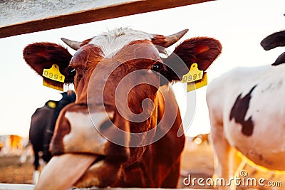 Close-up of white and brown cow showing tongue on farm yard at sunset. Cattle walking outdoors in summer Stock Photo