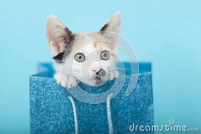 Close-up of White Calico Kitten peeking out of a blue glitter Birthday gift bag, blue background Stock Photo
