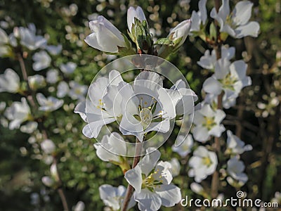 Close-up of white cherry flowers Nanking cherry or Prunus Tomentosa against the background Stock Photo