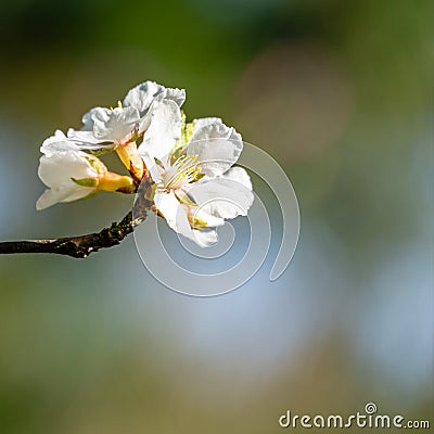 Close-up of white cherry flowers Nanking cherry or Prunus Tomentosa against blurred garden background Stock Photo