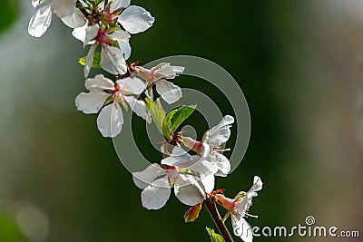 Close-up of white cherry flowers Nanking cherry or Prunus Tomentosa against blurred green garden background Stock Photo