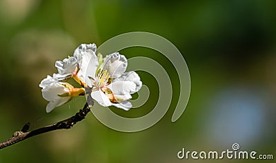 Close-up of white cherry flowers Nanking cherry or Prunus Tomentosa against the background of dark early spring garden Stock Photo