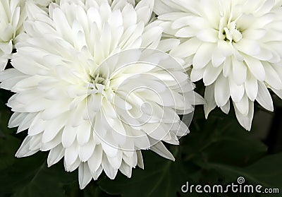 Close up of white chrysanthemum flowers. Top view Stock Photo